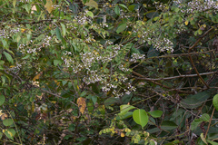 Dalbergia volubilis